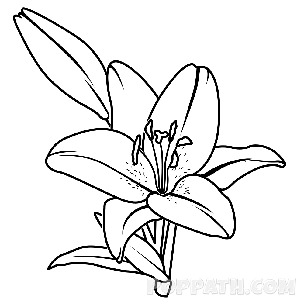 1000x1000 Collection Of Free Tribal Drawing Lily Download On Ui Ex