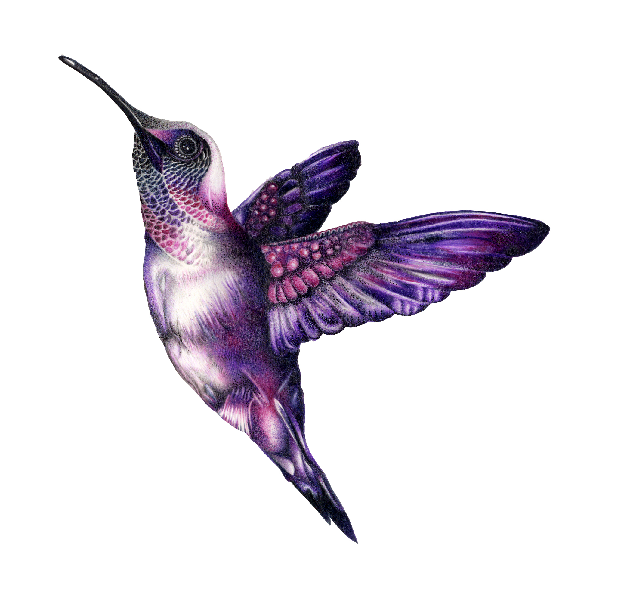 2084x1977 Huge Collection Of 'hummingbird Drawing Free' Download More Than