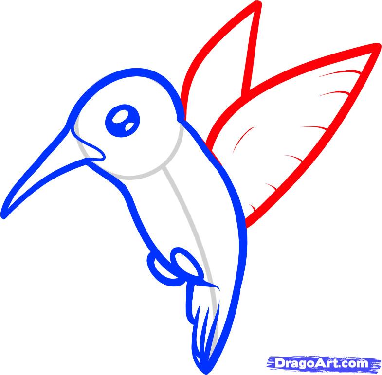 785x771 Step How To Draw A Hummingbird For Kids