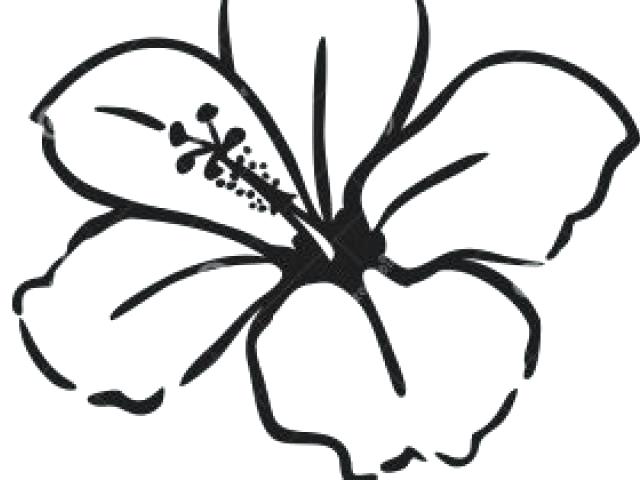 640x480 Hawaiian Flowers Drawing Easy To Draw Flowers Hawaiian Flower Line