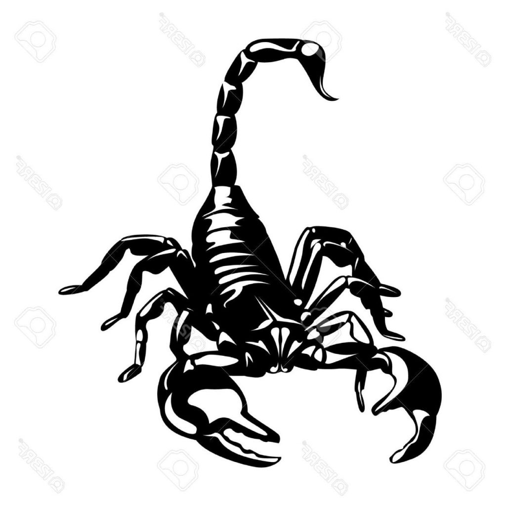 1024x1024 Collection Of Free Scorpion Clipart Tribal Amusement Clipart