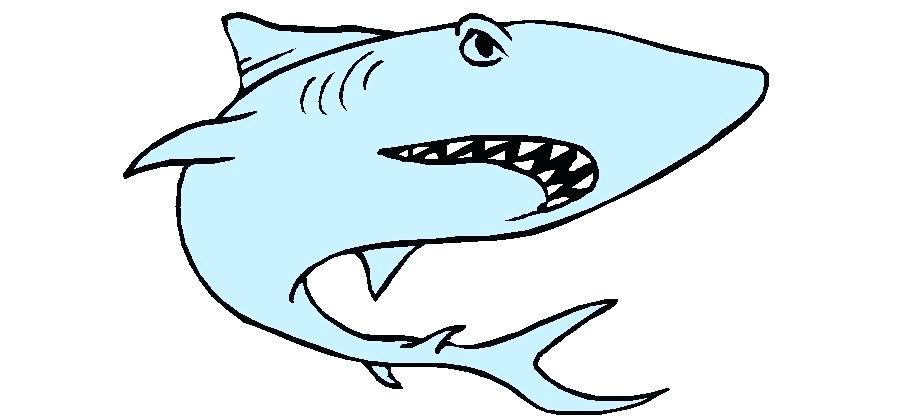 900x420 Drawing Sharks