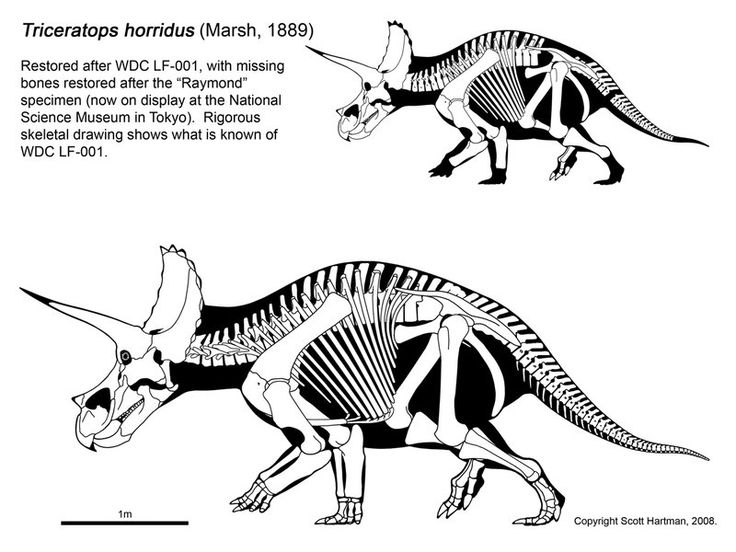 736x552 Triceratops Drawing Reptilia For Free Download