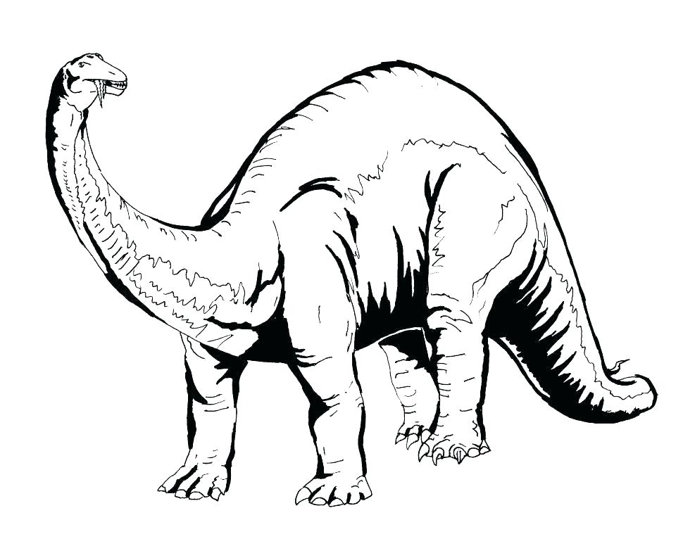 970x776 Triceratops Drawing Free Download