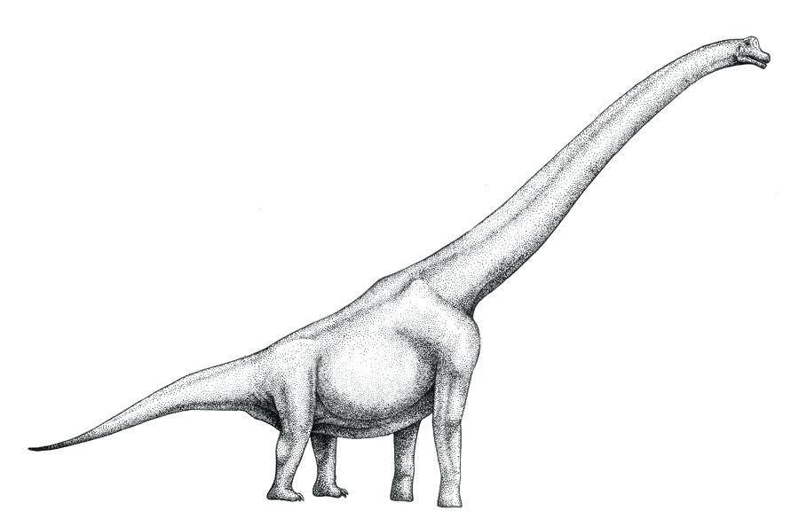 900x594 brachiosaurus drawing brachiosaurus cartoon drawing
