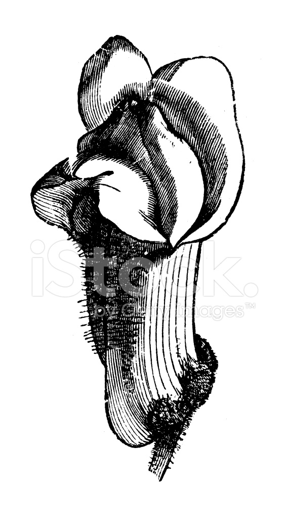 569x1024 Trident Drawing