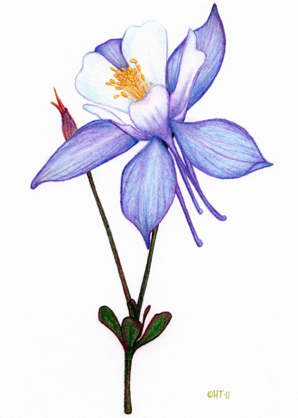 1000x1400 wildflowers holly thompson art