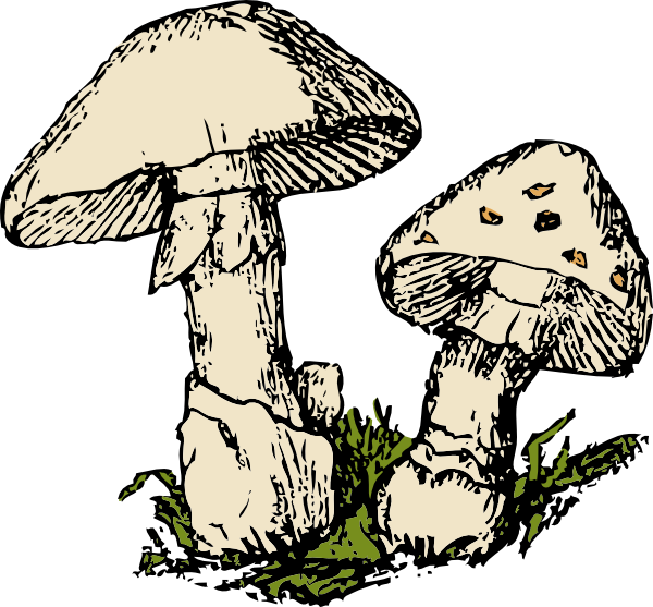 600x557 Drawing Shrooms Sketch Transparent Png Clipart Free Download