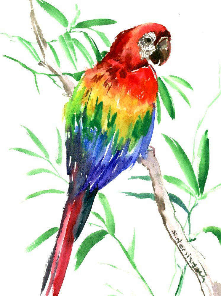 746x1000 Scarlet Macaw, Original Watercolor Painting Bright Tropical Bird