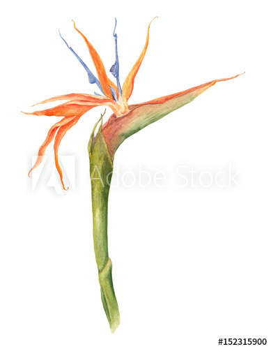 389x500 Single Bird Of Paradise, Strelizia Tropical Flower, Watercolor