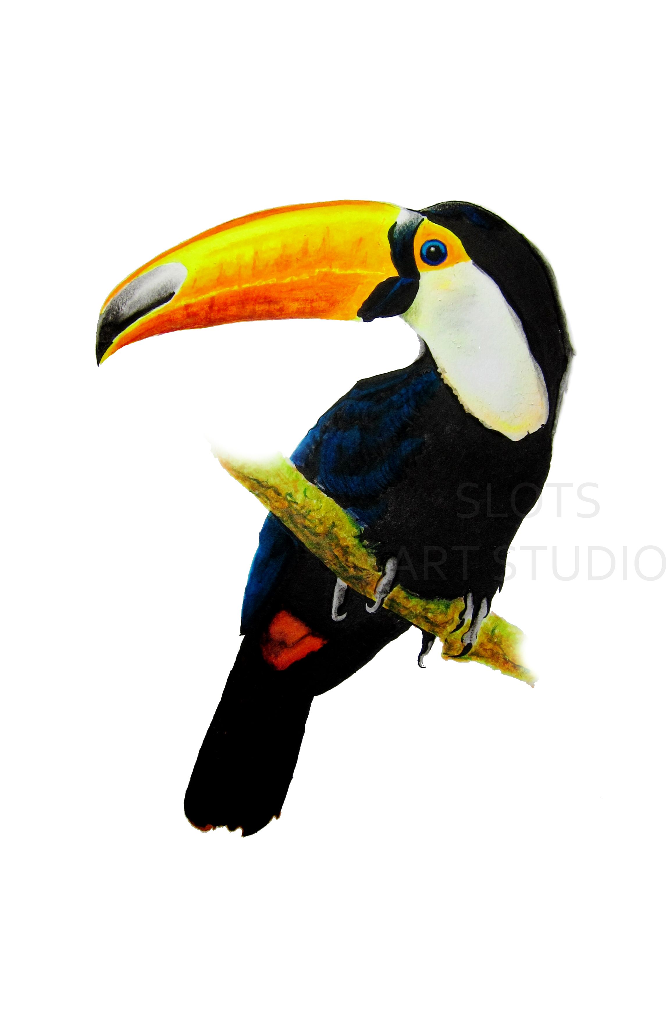 2290x3483 toucan i chose a toucan with a warm coloured nose rather than