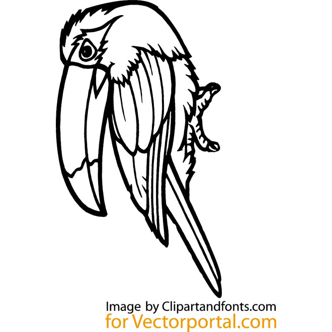 660x660 Tropical Bird Vector Art