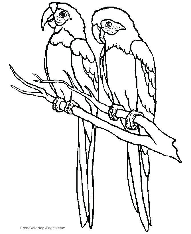 670x820 Tropical Bird Coloring Pages