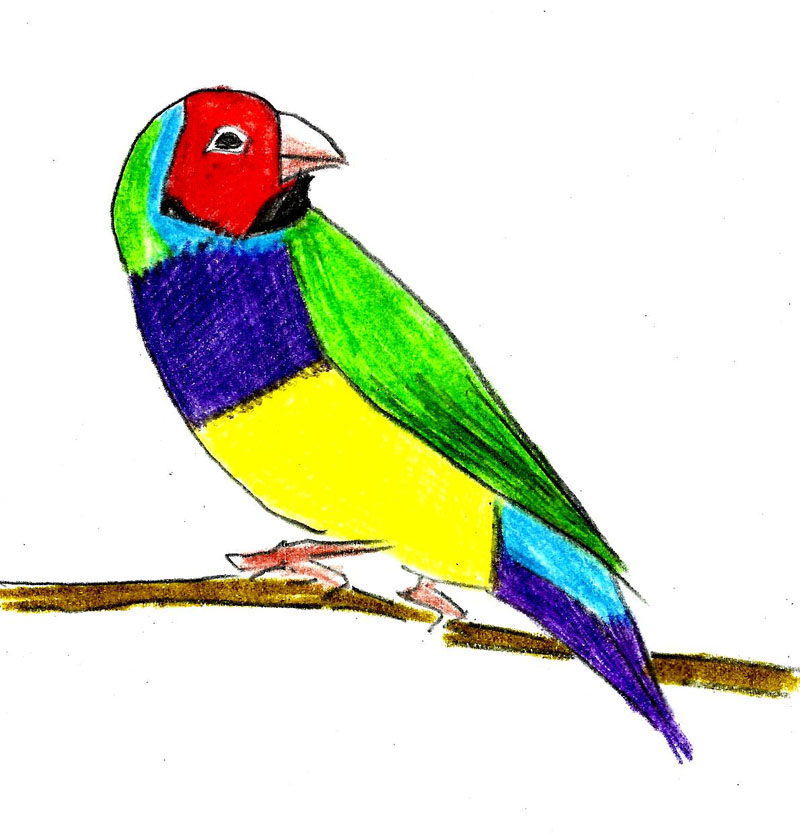 800x834 Tropical Bird Drawing