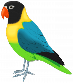 250x282 Tropical Bird Png Image, Picture