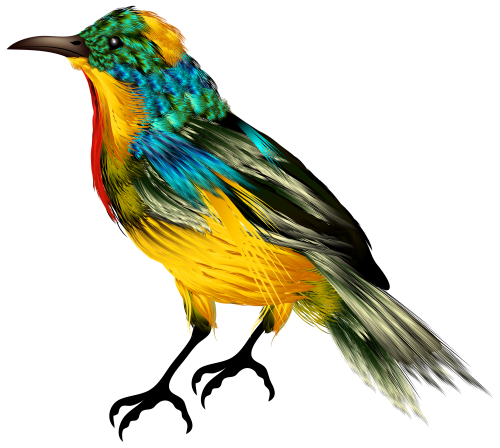 500x448 Tropical Birds Png, Picture
