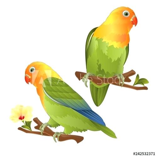 500x500 Pictures Of Parrots To Draw