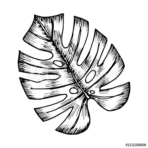 500x500 Monster's Tropical Sheet Vector Drawing Isolated