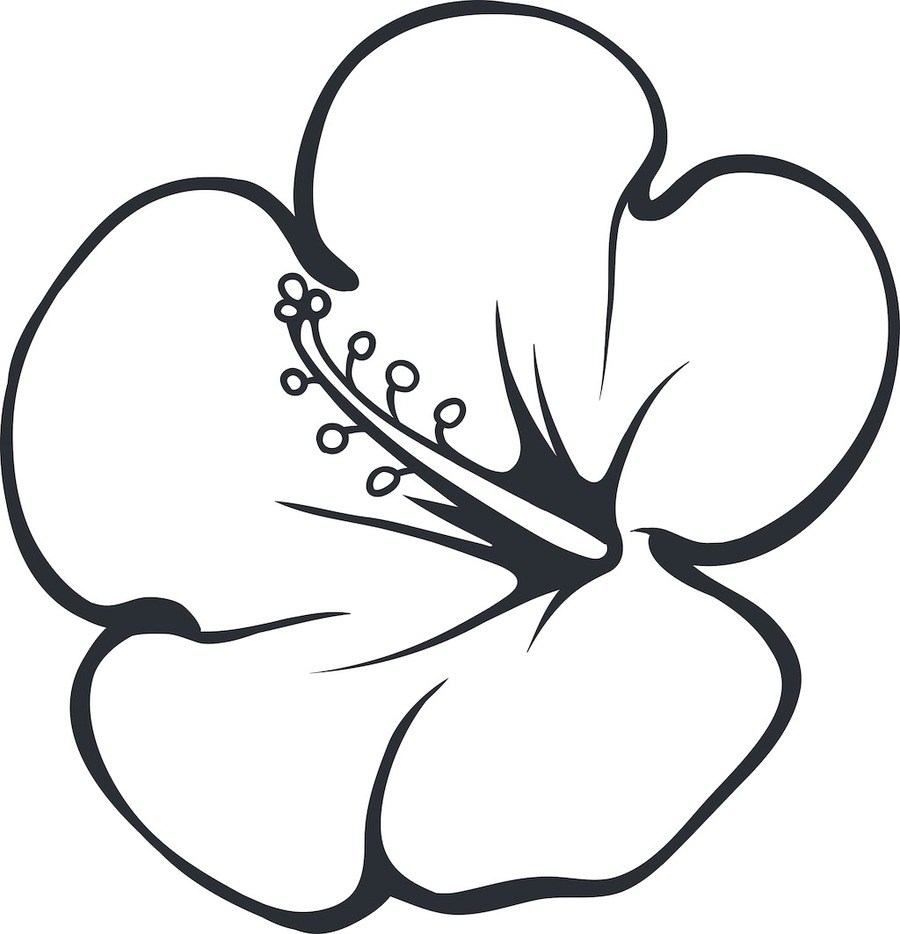 900x934 Tropical Flower Drawing Images