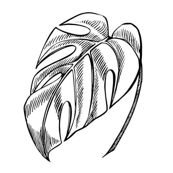 600x600 Tropical Palm Leaves Vector Illustration Engraved Jungle Leaves