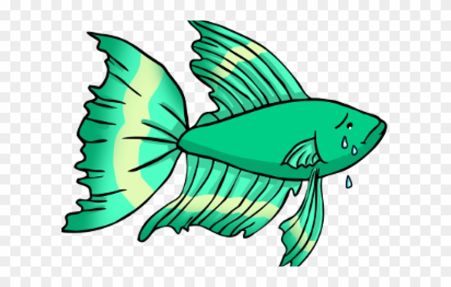 880x560 Tropical Fish Clipart Betta Fish