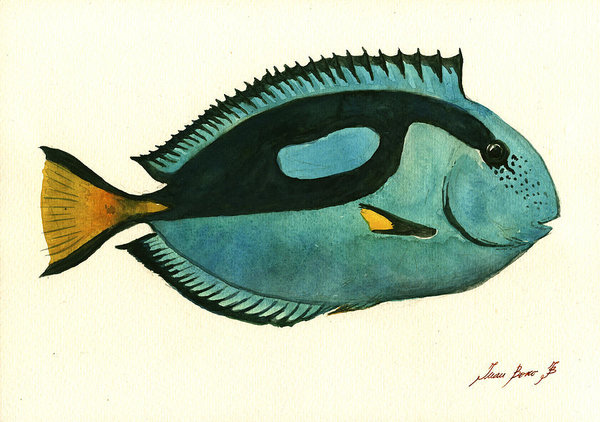 600x422 Tropical Fish Drawing Paintings Fine Art America