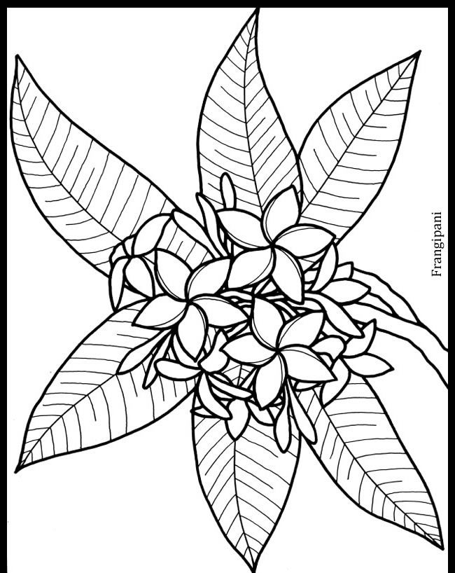 Tropical Flower Drawing