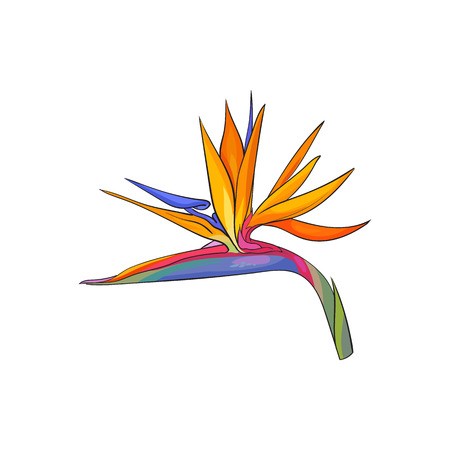 450x450 Single Bird Of Paradise, Strelizia Tropical Flower, Sketch Style