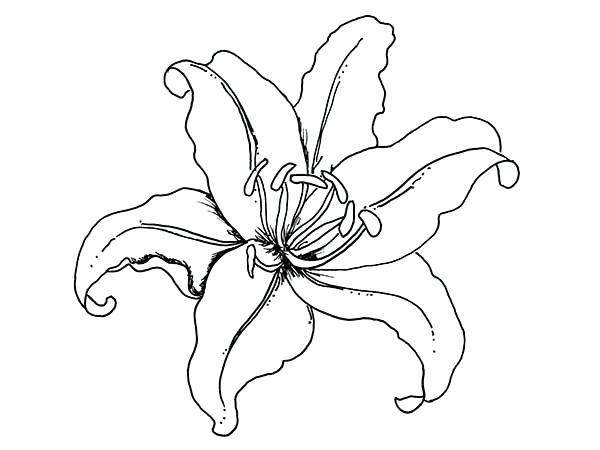 600x450 Tropical Flower Colouring Pages Coloring Printable Rainforest