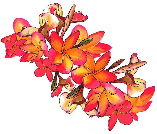 600x514 Tropical Flower Drawings Fine Art America