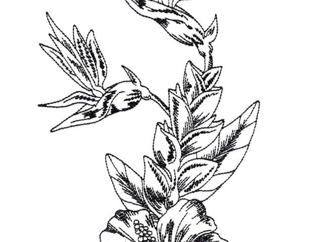 640x480 Tropical Flower Drawings