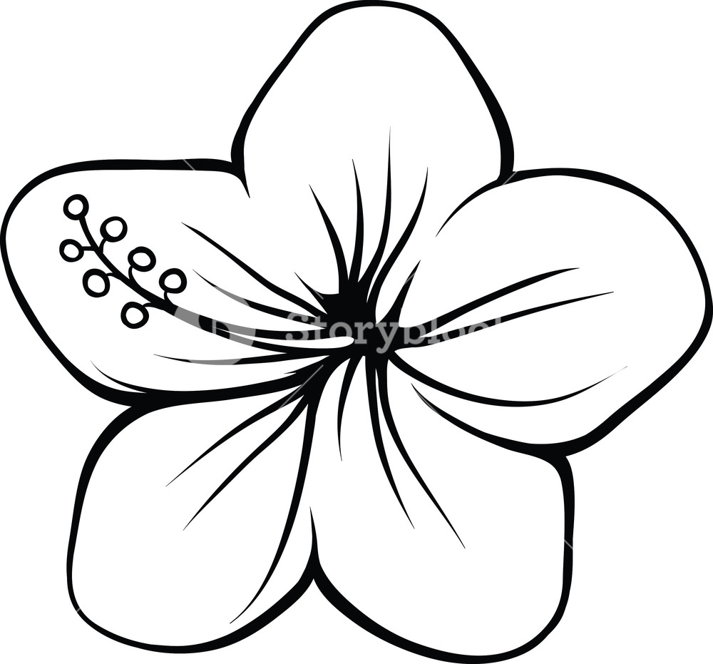 1000x931 Vector Tropical Flower Royalty Free Stock Image