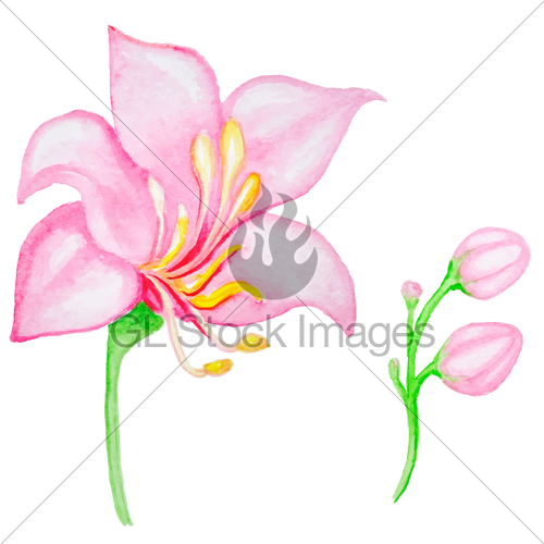 500x500 Watercolor Pink Tropical Flower Gl Stock Images