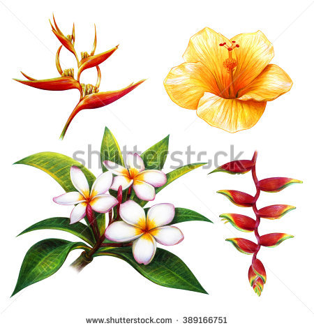 450x470 Collection Of Free Frangipanni Clipart Hibiscus Drawing Download