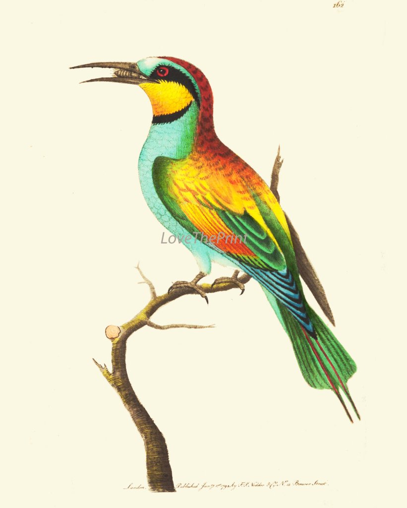 821x1024 Bird Print Art Beautiful Antique Illustration Yellow