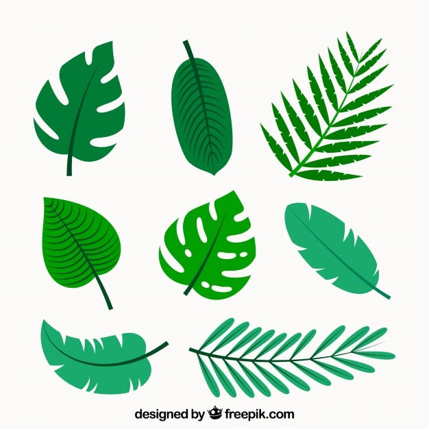 626x626 Leaf Vectors, Photos And Free Download