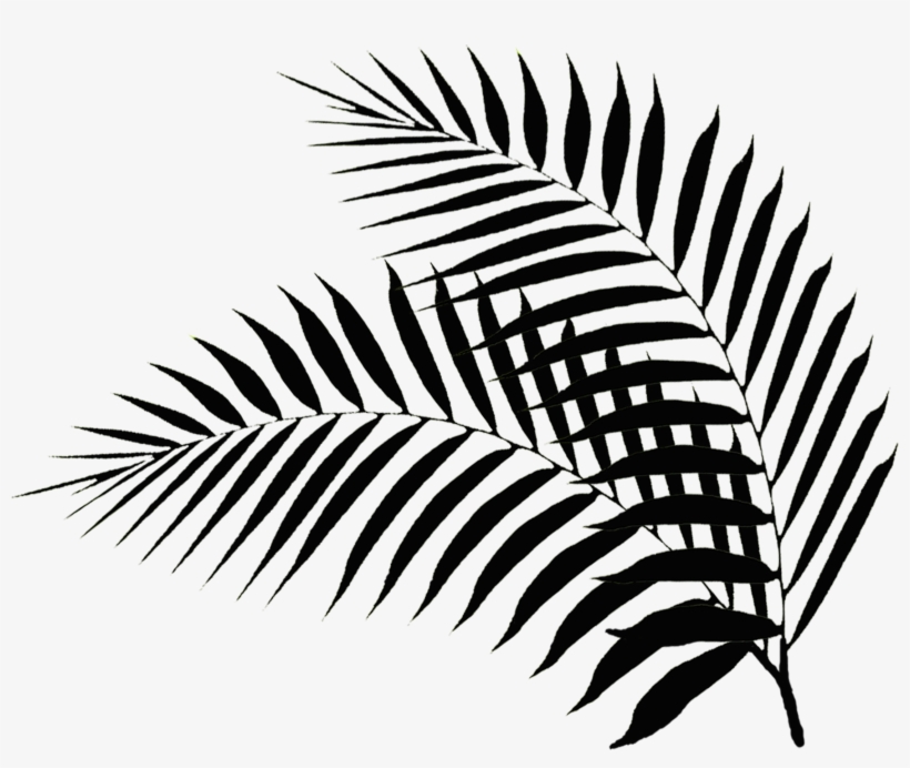 820x692 Palm Leaf Drawing Png