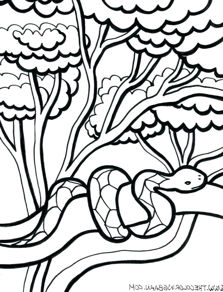 736x964 Drawing For Kids At Free For Personal Rain Forest Coloring Pages