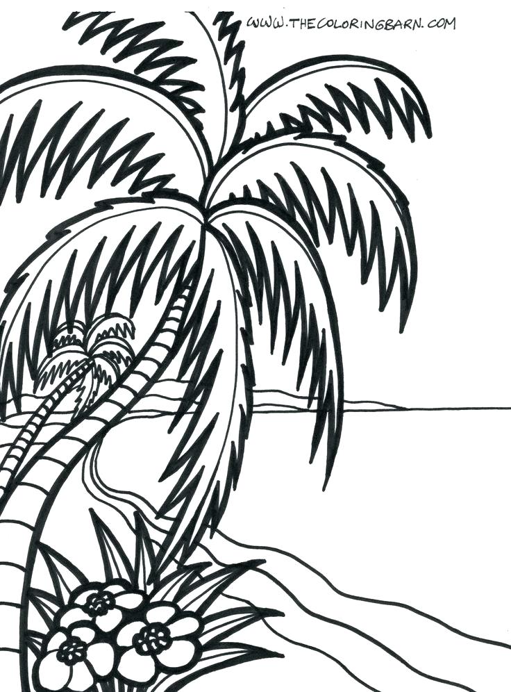 736x996 Tropical Rainforest Drawing At Getdrawings Com Free For Personal