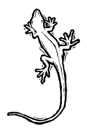 180x270 Tropical Rainforest Drawings