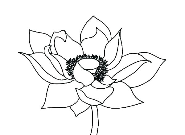 600x440 Tropical Rainforest Flowers Coloring Pages Flower Colouring