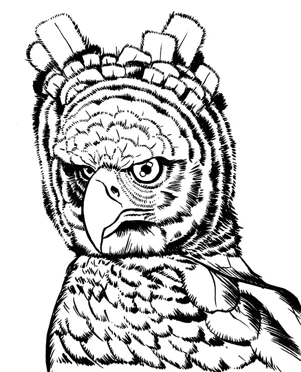600x742 Tropical Rainforests Harpy Eagle Coloring Pages Coloring Sun