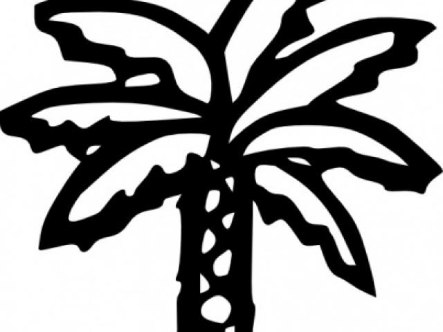 640x480 Date Palm Clipart Tropical Tree