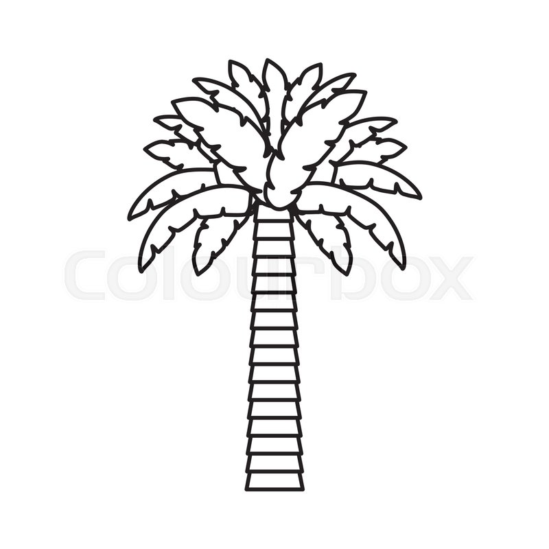 800x800 Palm Tropical Tree Isolated Icon Stock Vector Colourbox