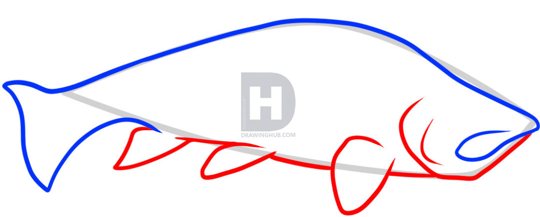 1080x435 how to draw a trout, trout fish, step