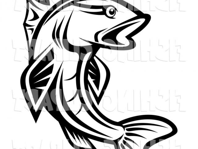 640x480 Trout Clipart Line Drawing