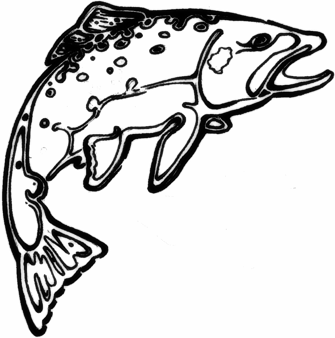 1093x1103 trout drawing brook trout for free download