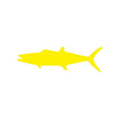 250x250 Snook Drawing Sea Trout Transparent Png Clipart Free Download