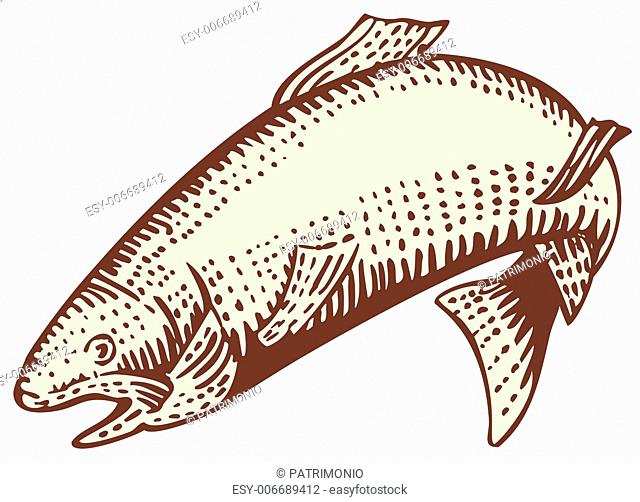 640x502 Trout Fish Isolated Stock Photos And Images Age Fotostock