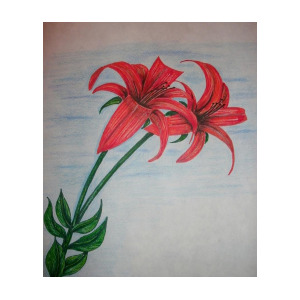 300x300 Orange Crush Drawing